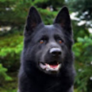 Meet your Posher, Monster